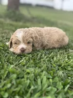Hopper, a male Cockapoo for sale in Ville Platte, LA – Photo 3 of 10