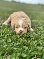 Hopper, a male Cockapoo for sale in Ville Platte, LA – Photo 2 of 10