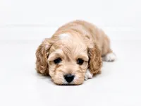 Ghost , a male Cockapoo for sale in Ville Platte, LA – 3 of 3