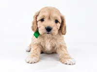 Ghost , a male Cockapoo for sale in Ville Platte, LA – 2 of 3