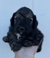 Male 1, a male Cavapoo for sale in Ville Platte, LA – 2 of 5