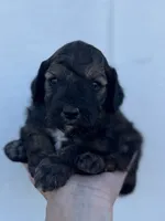 Male 1, a male Cavapoo for sale in Ville Platte, LA – 3 of 5