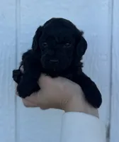 Male 7, a male Cavapoo for sale in Ville Platte, LA – 1 of 2