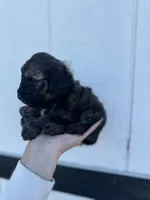 Male 1, a male Cavapoo for sale in Ville Platte, LA – 4 of 5