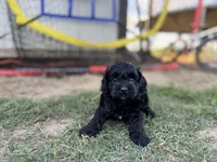 Raven , a female Cockapoo for sale in Ville Platte, LA – 6 of 6
