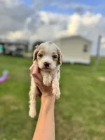 Willow , a female Cockapoo for sale in Ville Platte, LA – Photo 3 of 3