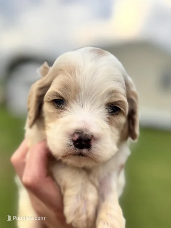 Willow , a female Cockapoo for sale in Ville Platte, LA – Photo 1 of 3