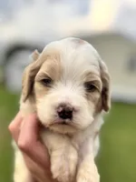 Willow , a female Cockapoo for sale in Ville Platte, LA – Photo 1 of 3