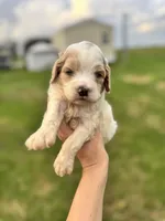 Willow , a female Cockapoo for sale in Ville Platte, LA – Photo 2 of 3