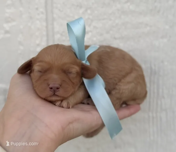 Male 1, a female Cavapoo for sale in Ville Platte, LA – 1 of 2