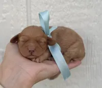 Male 1, a female Cavapoo for sale in Ville Platte, LA – 1 of 2