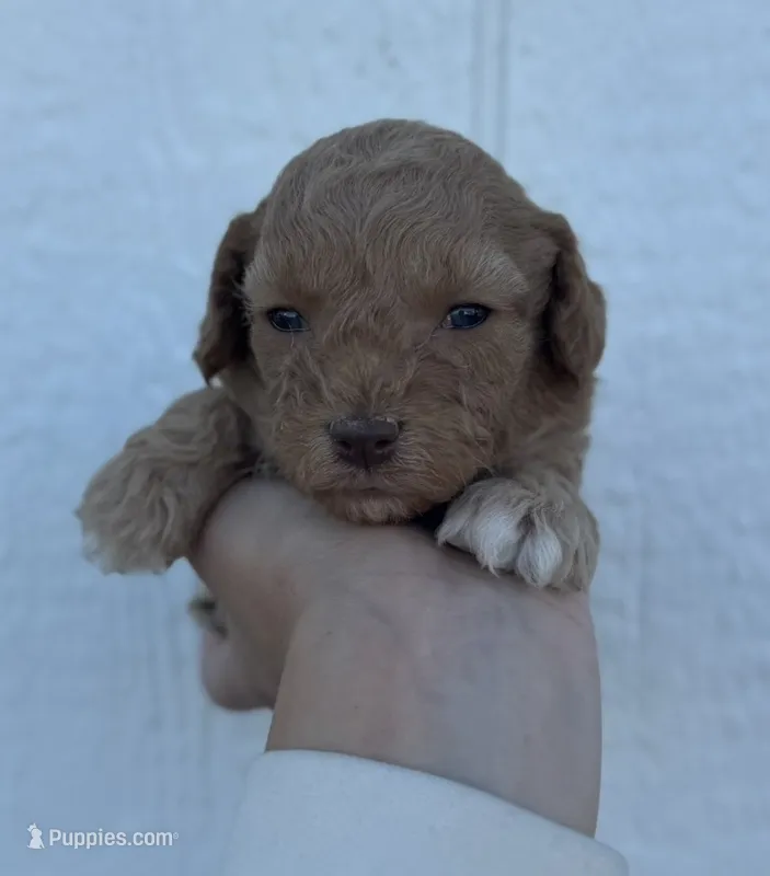 Male 6 – Cavapoo puppy for sale in Ville Platte, LA