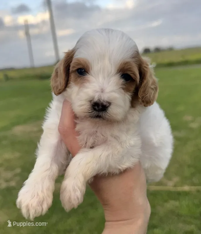 Knox  – Cavapoo puppy for sale in Ville Platte, LA