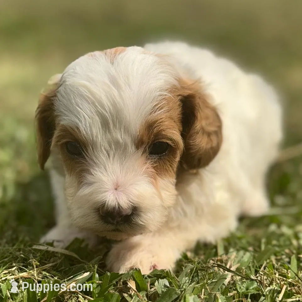 Knox , a male Cavapoo for sale in Ville Platte, LA – Photo 2 of 3