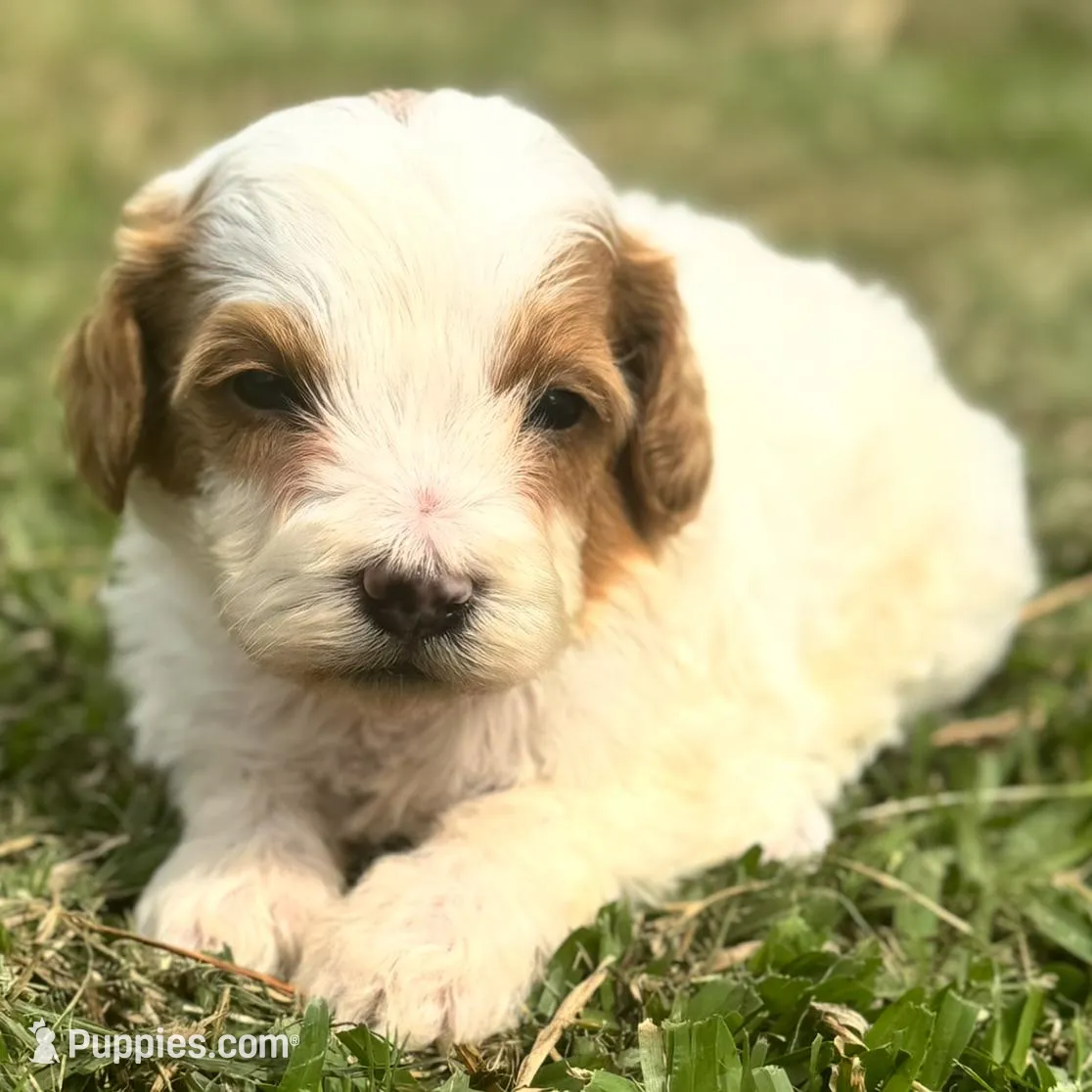 Knox , a male Cavapoo for sale in Ville Platte, LA – Photo 3 of 3