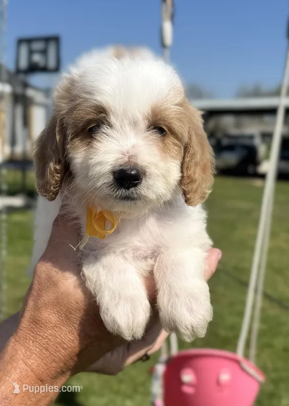 Knox  – Cavapoo puppy for sale in Ville Platte, LA