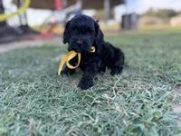 Raven , a female Cockapoo for sale in Ville Platte, LA – 5 of 6