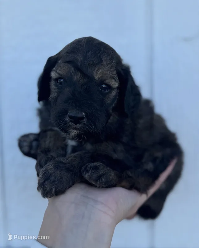 Male 1 – Cavapoo puppy for sale in Ville Platte, LA
