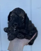 Male 1, a male Cavapoo for sale in Ville Platte, LA – 1 of 5