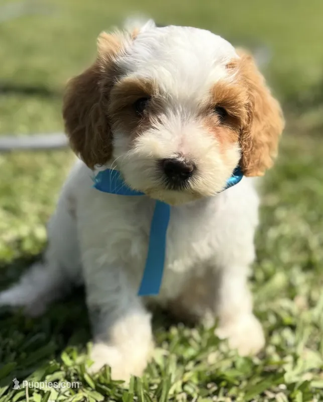 Atlas – Cavapoo puppy for sale in Ville Platte, LA