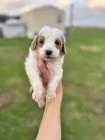 Atlas, a male Cavapoo for sale in Ville Platte, LA – Photo 2 of 4