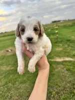 Atlas, a male Cavapoo for sale in Ville Platte, LA – Photo 3 of 4