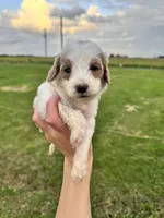 Atlas, a male Cavapoo for sale in Ville Platte, LA – Photo 4 of 4