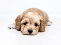 Ghost , a male Cockapoo for sale in Ville Platte, LA – 1 of 3