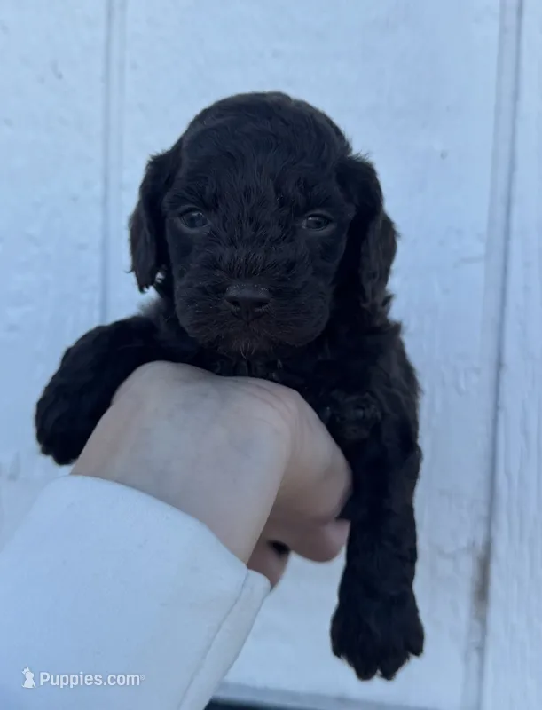 Male 2, a male Cavapoo for sale in Ville Platte, LA – 1 of 1
