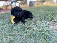 Raven , a female Cockapoo for sale in Ville Platte, LA – 4 of 6