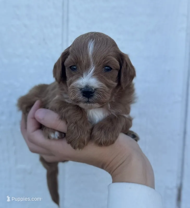 Male 5, a male Cavapoo for sale in Ville Platte, LA – 1 of 1