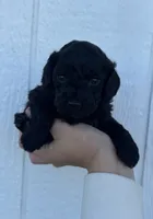Male 7, a male Cavapoo for sale in Ville Platte, LA – 2 of 2
