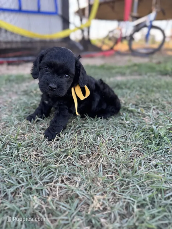 Raven  – Cockapoo puppy for sale in Ville Platte, LA