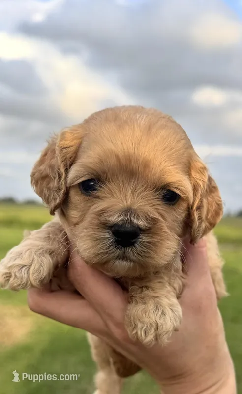 Blossom – Cockapoo puppy for sale in Ville Platte, LA