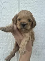 Blossom, a female Cockapoo for sale in Ville Platte, LA – Photo 2 of 2