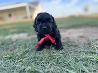 Salem , a female Cockapoo for sale in Ville Platte, LA – 5 of 6