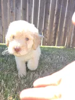 Lady Aurelia Apricity Pupperton , a female Poodle - Standard  for sale in Midlothian, TX – Photo 2 of 6