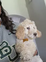 Lady Aurelia Apricity Pupperton , a female Poodle - Standard  for sale in Midlothian, TX – Photo 3 of 6