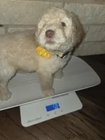 Lady Aurelia Apricity Pupperton , a female Poodle - Standard  for sale in Midlothian, TX – Photo 5 of 6