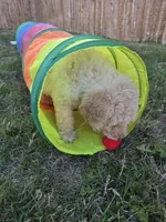 Lady Aurelia Apricity Pupperton , a female Poodle - Standard  for sale in Midlothian, TX – Photo 6 of 6