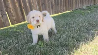 Lady Aurelia Apricity Pupperton , a female Poodle - Standard  for sale in Midlothian, TX – Photo 1 of 6
