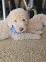 Lord Edmund Barkley Pupperton, a male Poodle - Standard  for sale in Midlothian, TX – Photo 5 of 5