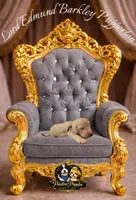 Lord Edmund Barkley Pupperton, a male Poodle - Standard  for sale in Midlothian, TX – Photo 3 of 5