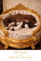 Lord Edmund Barkley Pupperton, a male Poodle - Standard  for sale in Midlothian, TX – Photo 2 of 5