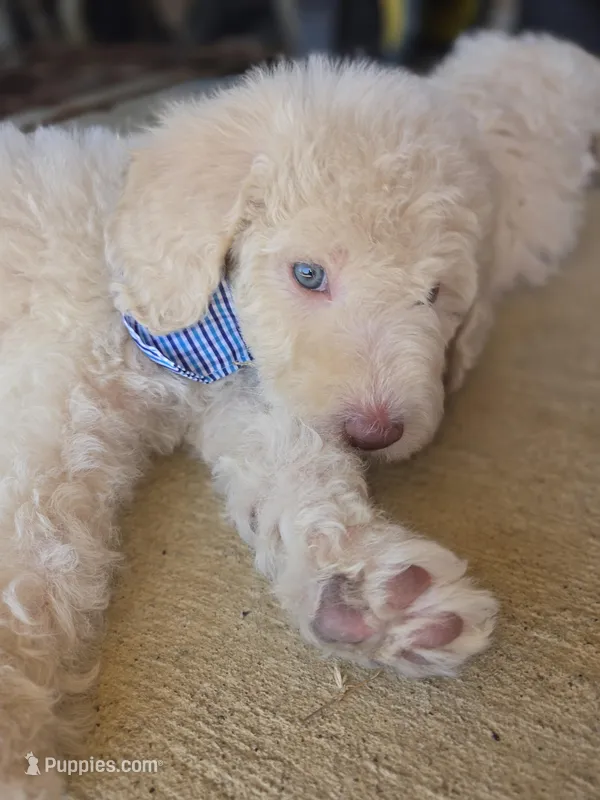 Lord Edmund Barkley Pupperton – Poodle - Standard  puppy for sale in Midlothian, TX