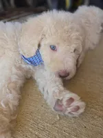 Lord Edmund Barkley Pupperton, a male Poodle - Standard  for sale in Midlothian, TX – Photo 1 of 5