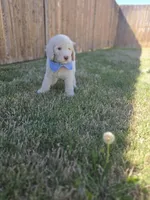 Lord Edmund Barkley Pupperton, a male Poodle - Standard  for sale in Midlothian, TX – Photo 4 of 5