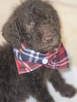 Lord Theodore Pawsworth Pupperton, a male Poodle - Standard  for sale in Midlothian, TX – Photo 2 of 4