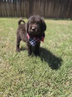 Lord Theodore Pawsworth Pupperton, a male Poodle - Standard  for sale in Midlothian, TX – Photo 1 of 4