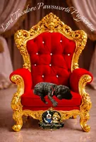 Lord Theodore Pawsworth Pupperton, a male Poodle - Standard  for sale in Midlothian, TX – Photo 3 of 4